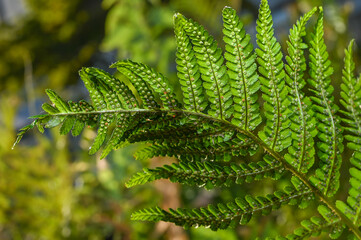Clusters of sporangia on a fern. Groupes de sporanges on fern leaves. Reproduction of olypodiopsida or Polypodiophyta.