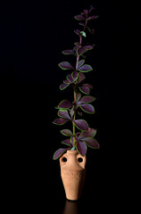 Branch of the plant Barberry Thunberg in a crock