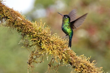 Fiery-throated hummingbird (Panterpe insignis) in flight above a moss covered branch at the high...