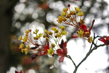 Beautiful Spring Time Floral Background with Red Maple Tree Branch Leaves. Shallow Depth of Field.