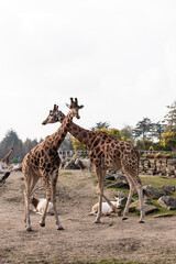 Obraz premium giraffe in the savannah