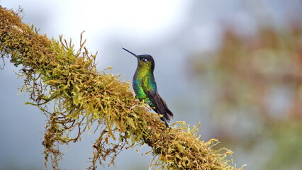 Fiery-throated hummingbird (Panterpe insignis) perched on a moss covered branch at the high...