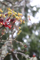 Beautiful Spring Time Floral Background with Red Maple Tree Branch Leaves. Shallow Depth of Field.