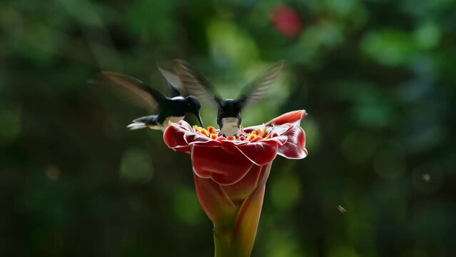White Necked Jacobin Hummingbird (florisuga mellivora), Bird Flying in Flight and Feeding and Drinking Nectar from a Bright Red Flower in Tropical Rainforest in Costa Rica, Central America