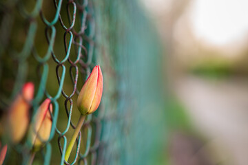 Flower in fence © mithrilPHOTO