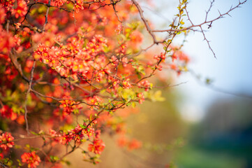 autumn leaves in the sun