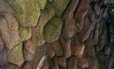 The bark of the spruce tree in close-up. Wet spruce bark, background with the appearance of spruce bark forming rounded shapes.