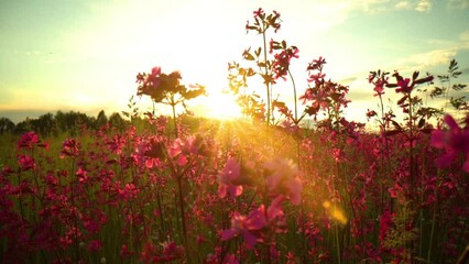 Summer alpine meadow with colorful wildflowers. Camera moves among grass and colorful flowers, backlight, sunset. Summer alpine green flora background. Slow mo, flowers in the sun