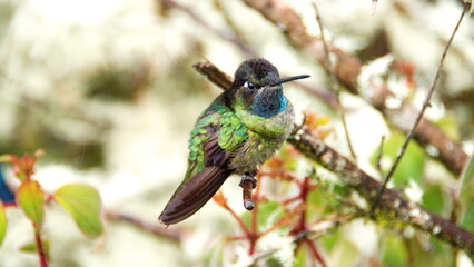 Male Talamanca hummingbird (Eugenes spectabilis) perched on a branch at the high altitude Paraiso...