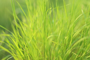 Bright green grass closeup. Sunny summer day. Blurred background, gentle and soft.