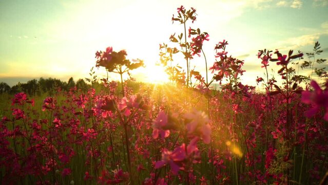 Summer alpine meadow with colorful wildflowers. Camera moves among grass and colorful flowers, backlight, sunset. Summer alpine green flora background. Slow mo, flowers in the sun