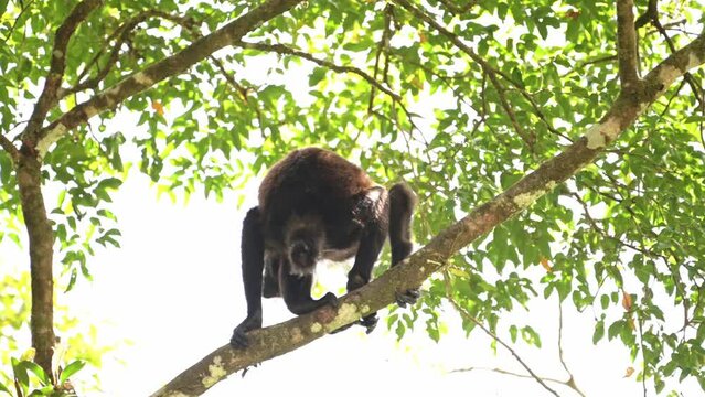 Mantled Howler Monkey (alouatta palliata), Costa Rica Wildlife, Climbing in a Tree, Rainforest Animals and Nature, Boca Tapada, Costa Rica, Central America