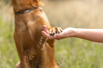 Dog and owner bond team scene: Close-up of a human hand holding a dog paw