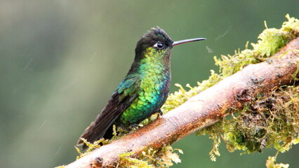 Fiery-throated hummingbird (Panterpe insignis) perched on a branch at the high altitude Paraiso Quetzal Lodge outside of San Jose, Costa Rica