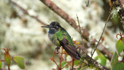 Male Talamanca hummingbird (Eugenes spectabilis) perched on a branch at the high altitude Paraiso...