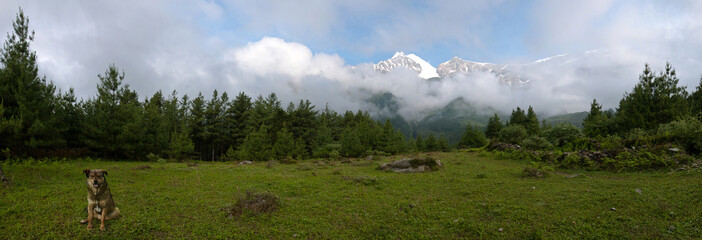 Panorama of an alpine meadow with a sitting dog in the foot of Mount Dhaulagiri