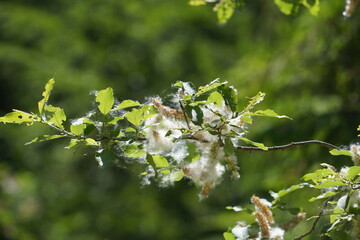 flowering deciduous tree