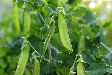 Fresh bright green pea pod on a pea plant in the garden. Growing peas outdoors. The concept of an...