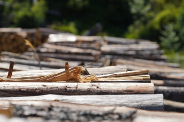 pile of felled tree trunks