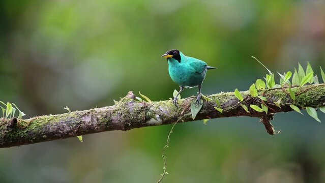 Green Honeycreeper (chlorophanes spiza), Beautiful Tropical Bird in Costa Rica, Brightly Coloured Exotic Wildlife and Animals in the Rainforest of Boca Tapada, near Nicaragua, Central America