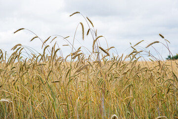 Ripening ears of wheat in a field against a rainy sky. Harvest, food security. Selective focus.