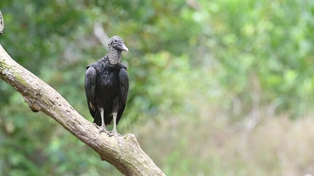 Black Vulture (coragyps atratus) Portrait, Costa Rica Wildlife and Birds, Perched on a Branch, Boca Tapada, Costa Rica, Central America, Birdwatching a Large Birdlife Scavenger