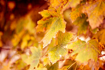 Yellowed maple leaves on a tree on an autumn sunny day. Natural background for text, selective focus
