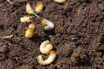 the larva of the may beetle. May Bug Melolontha. close up