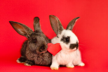 Greeting 2023. christmas rabbit on red background. two new year baby bunnyes with heart. Valentines day. Love, medical, medicine, health concept animal pet. calendar, postcard, card