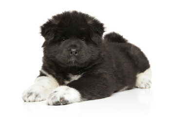 American Akita puppy lies on white background