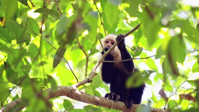 Central American Spider Monkey (saimiri oerstedii) Eating and Feeding on Leaves and Plants in a Tree in the Rainforest, Costa Rica Wildlife and Animals, Carara National Park
