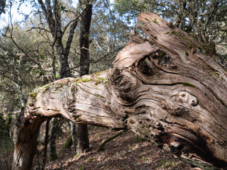Short view of the knots and lines of a broken log in the middle of a mysterious forest surrounded by branches and leaves of trees with lichens