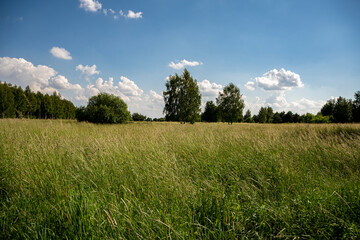 łąki, pola, letnie łąki, łąki i lasy, Kwitnące trawy, zielone łąki, słoneczny dzień na wsi  - obrazy, fototapety, plakaty
