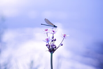 Dragonfly on the background of the river flower river, high quality photo. Banner, background, card