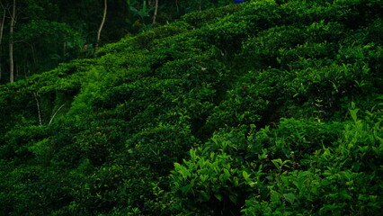 Fototapeta na wymiar Terraced tea plantation on slope of hill in the morning