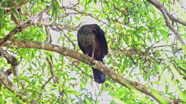 Crested Guan (penelope purpurascens), a Large Tropical Bird in Costa Rica, Sitting Perched Perching in a Tree in the Rainforest Forest, Marino Ballena National Park, Central America