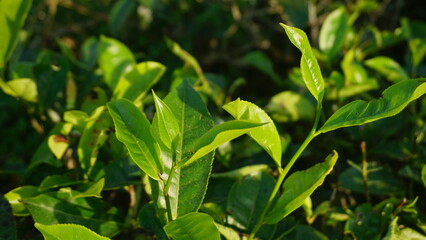 Closeup view of beautiful young upper fresh bright green tea leaves at tea plantation in in the morning