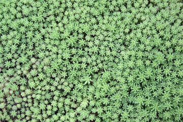 Sedum. Stonecrop. Beautiful herbal abstract background of nature.