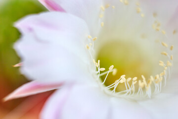 Fototapeta na wymiar pink cactus bloom