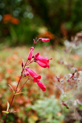 Scarlet Bugler Flower Mendocino Northern California Coast