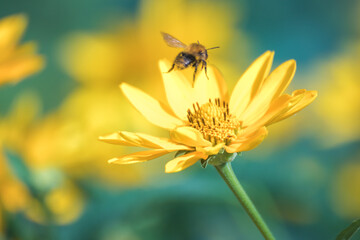 A bee sits on a yellow flower. Honey Bee collecting pollen on yellow rape flower against blue sky....