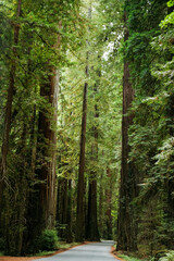 Northern California Redwoods Coast Travel