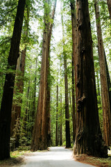 Northern California Redwoods Coast Travel
