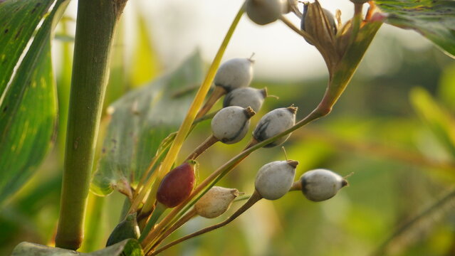 Job's tears ( coix lachryma-jobi ) of wild grass grow on the bushes