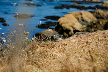 Fototapeta premium California Ground Squirrel on Beach Coast Mendocino Northern California Coast