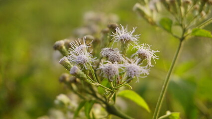 The grass is blooming beautifully with white flowers