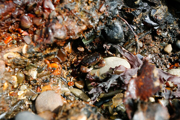 Crab Fort Bragg Glass Beach Close up Mendocino Northern California Coast