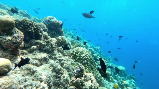 a coral reef. underwater video. Waterproof photo and video equipment for travel