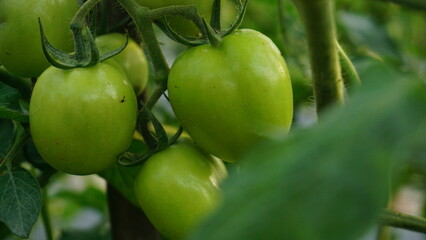 Green tomatoes are on the green foliage background, hanging on the vine of a tomato tree in the garden.