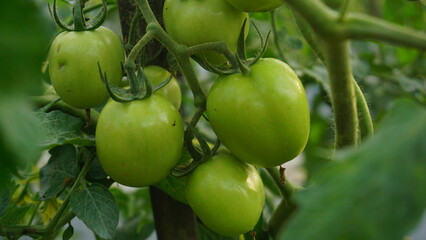 Green tomatoes are on the green foliage background, hanging on the vine of a tomato tree in the garden.